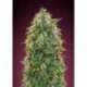 10 UND FEM - AMNESIA * ADVANCED SEEDS 10 UND FEM