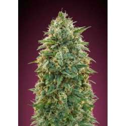 10 UND FEM - AMNESIA * ADVANCED SEEDS 10 UND FEM