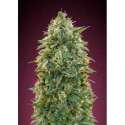 10 UND FEM - AMNESIA * ADVANCED SEEDS 10 UND FEM