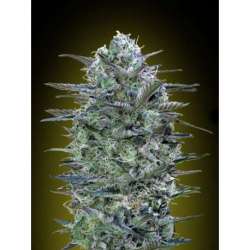 10 UND FEM - CRITICAL LEMON * ADVANCED SEEDS 10 UND FEM