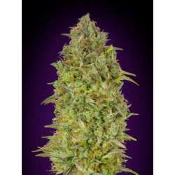 10 UND FEM - SKUNK 47 * ADVANCED SEEDS 10 UND FEM