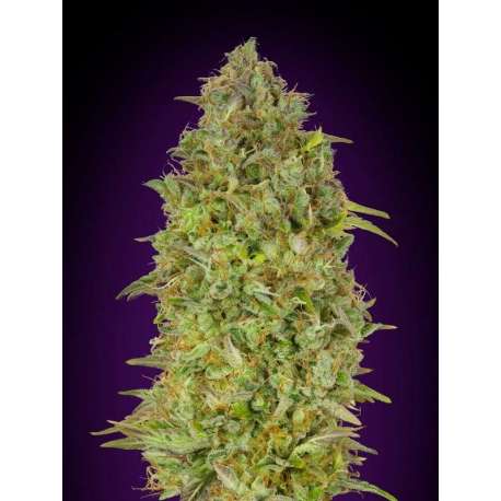 10 UND FEM - SKUNK 47 * ADVANCED SEEDS 10 UND FEM