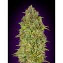 10 UND FEM - SKUNK 47 * ADVANCED SEEDS 10 UND FEM