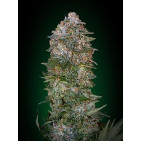 25 UND FEM - CRITICAL SOMA * ADVANCED SEEDS 25 UND FEM