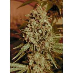 25 UND FEM - SOMANGO WIDOW * ADVANCED SEEDS 25 UND FEM