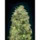 25 UND FEM - AUTO AFGHAN SKUNK * ADVANCED SEEDS 25 UND FEM