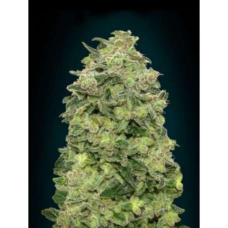 25 UND FEM - AUTO AFGHAN SKUNK * ADVANCED SEEDS 25 UND FEM