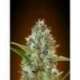 25 UND FEM - AUTO SOMANGO * ADVANCED SEEDS 25 UND FEM