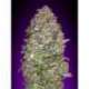 25 UND FEM - AUTO NYC DIESEL * ADVANCED SEEDS 25 UND FEM