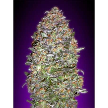 25 UND FEM - AUTO NYC DIESEL * ADVANCED SEEDS 25 UND FEM