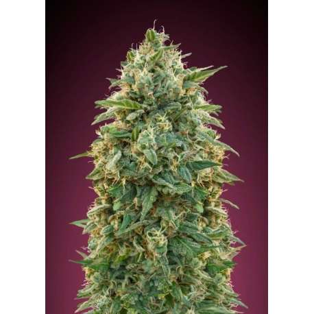 25 UND FEM - AMNESIA * ADVANCED SEEDS 25 UND FEM