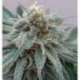 3 UND FEM - KALI CHINA * ACE SEEDS FEMINIZADA 3 UND