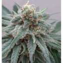 3 UND FEM - KALI CHINA * ACE SEEDS FEMINIZADA 3 UND