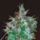 3 UND FEM - PANAMA HAZE * ACE SEEDS 3 UND FEMINIZADA