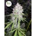 3 UND FEM - BANGI HAZE * ACE SEEDS FEMINIZADA 3 UND