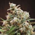 3 UND FEM - NEPALESE JAM * ACE SEEDS FEMINIZADA 3 UND