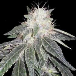 5 UND FEM - BLACK DOMINA 98 X ERDPURT * ACE SEEDS 5 UND FEMINIZADAS