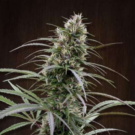 5 UND REG - CONGO * ACE SEEDS 5 UND REGULARES