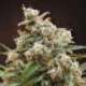 5 UND REG - NEPALESE JAM * ACE SEEDS 5 UND REGULARES