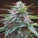 5 UND REG - PANAMA * ACE SEEDS 5 UND REGULARES