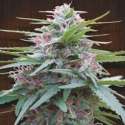 5 UND REG - PANAMA * ACE SEEDS 5 UND REGULARES