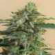 5 UND REG - TIKAL * ACE SEEDS 5 UND REGULARES