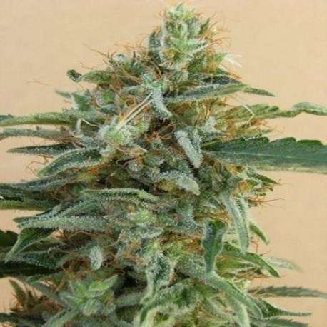 5 UND REG - TIKAL * ACE SEEDS 5 UND REGULARES