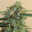 5 UND REG - TIKAL * ACE SEEDS 5 UND REGULARES