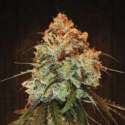 5 UND REG - GOLDEN TIGER * ACE SEEDS 5 UND REGULARES