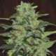 5 UND REG - MALAWI * ACE SEEDS 5 UND REGULARES