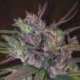 5 UND REG - OLDTIMERS HAZE * ACE SEEDS 5 UND REGULARES