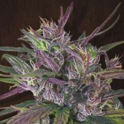 5 UND REG - OLDTIMERS HAZE * ACE SEEDS 5 UND REGULARES