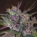 5 UND REG - OLDTIMERS HAZE * ACE SEEDS 5 UND REGULARES