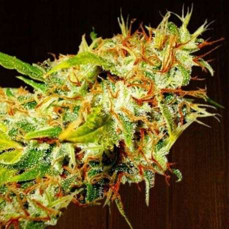 5 UND REG - ZAMALDELICA * ACE SEEDS 5 UND REGULARES