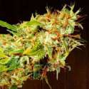 5 UND REG - ZAMALDELICA * ACE SEEDS 5 UND REGULARES
