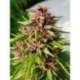5 UND REG - ERDPURT * ACE SEEDS 5 UND REGULARES