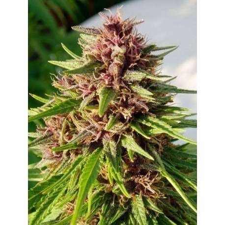 5 UND REG - ERDPURT * ACE SEEDS 5 UND REGULARES