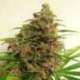 5 UND REG - MALAWI X PCK * ACE SEEDS 5 UND REGULARES
