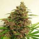 5 UND REG - MALAWI X PCK * ACE SEEDS 5 UND REGULARES