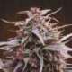 5 UND REG - PURPLE HAZE X MALAWI * ACE SEEDS 5 UND REGULAR