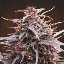 5 UND REG - PURPLE HAZE X MALAWI * ACE SEEDS 5 UND REGULAR