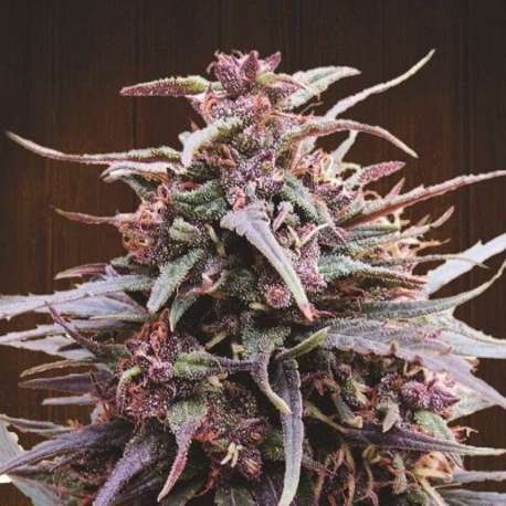 5 UND REG - PURPLE HAZE X MALAWI * ACE SEEDS 5 UND REGULAR