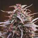 5 UND REG - PURPLE HAZE X MALAWI * ACE SEEDS 5 UND REGULAR