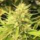 5 UND REG - MALAWI X PANAMA * ACE SEEDS 5 UND REGULARES