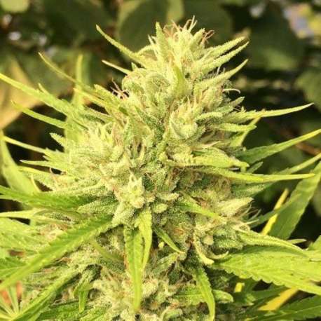 5 UND REG - MALAWI X PANAMA * ACE SEEDS 5 UND REGULARES