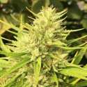 5 UND REG - MALAWI X PANAMA * ACE SEEDS 5 UND REGULARES