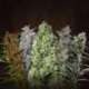 10 UND REG - ACE MIX * ACE SEEDS 10 UND REGULARES