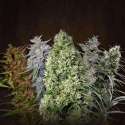 10 UND REG - ACE MIX * ACE SEEDS 10 UND REGULARES