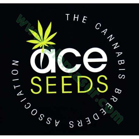 10 UND REG - ETHIOPIA * ACE SEEDS 10 UND REGULARES