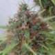 10 UND REG - HONDURAS * ACE SEEDS 10 UND REGULARES